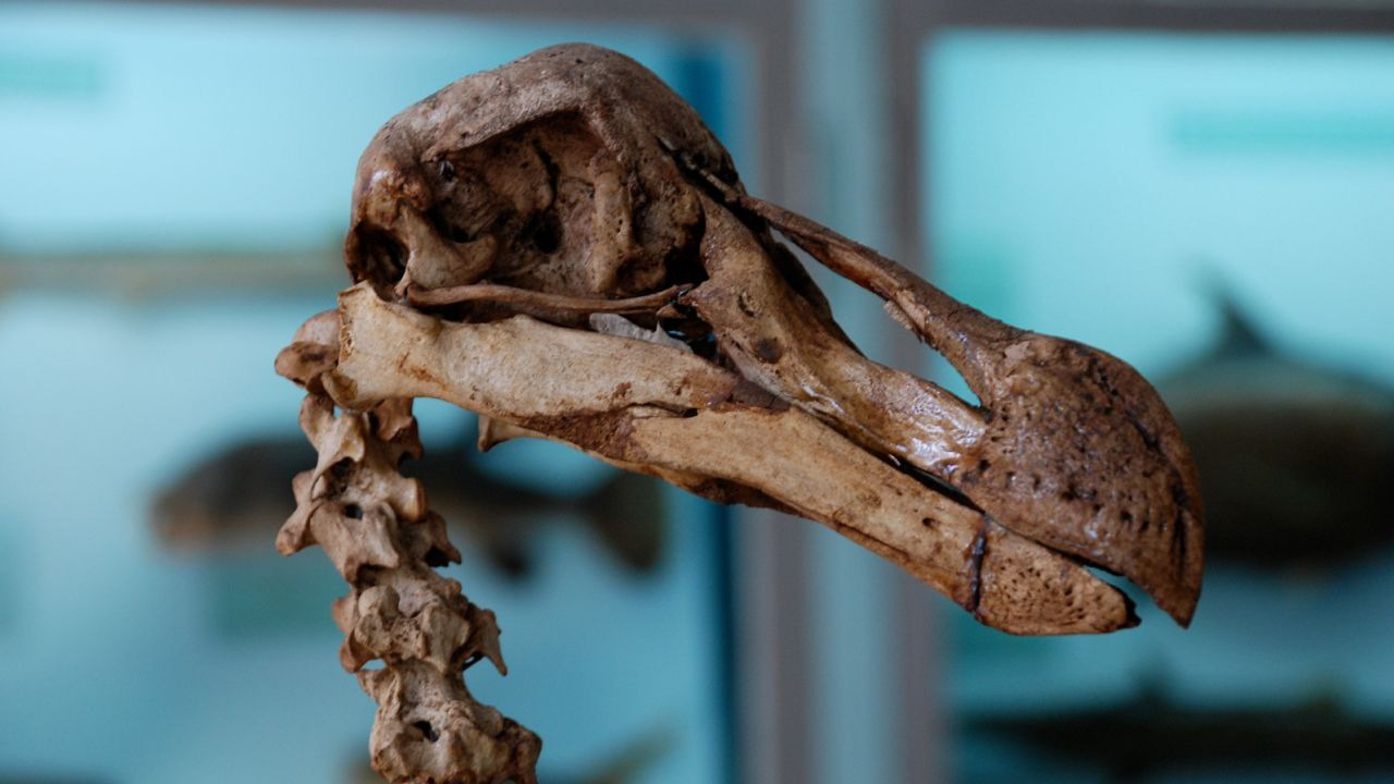 Loài chim Dodo đã tuyệt chủng có thể sẽ được các nhà khoa học “hồi sinh” - Ảnh 1.