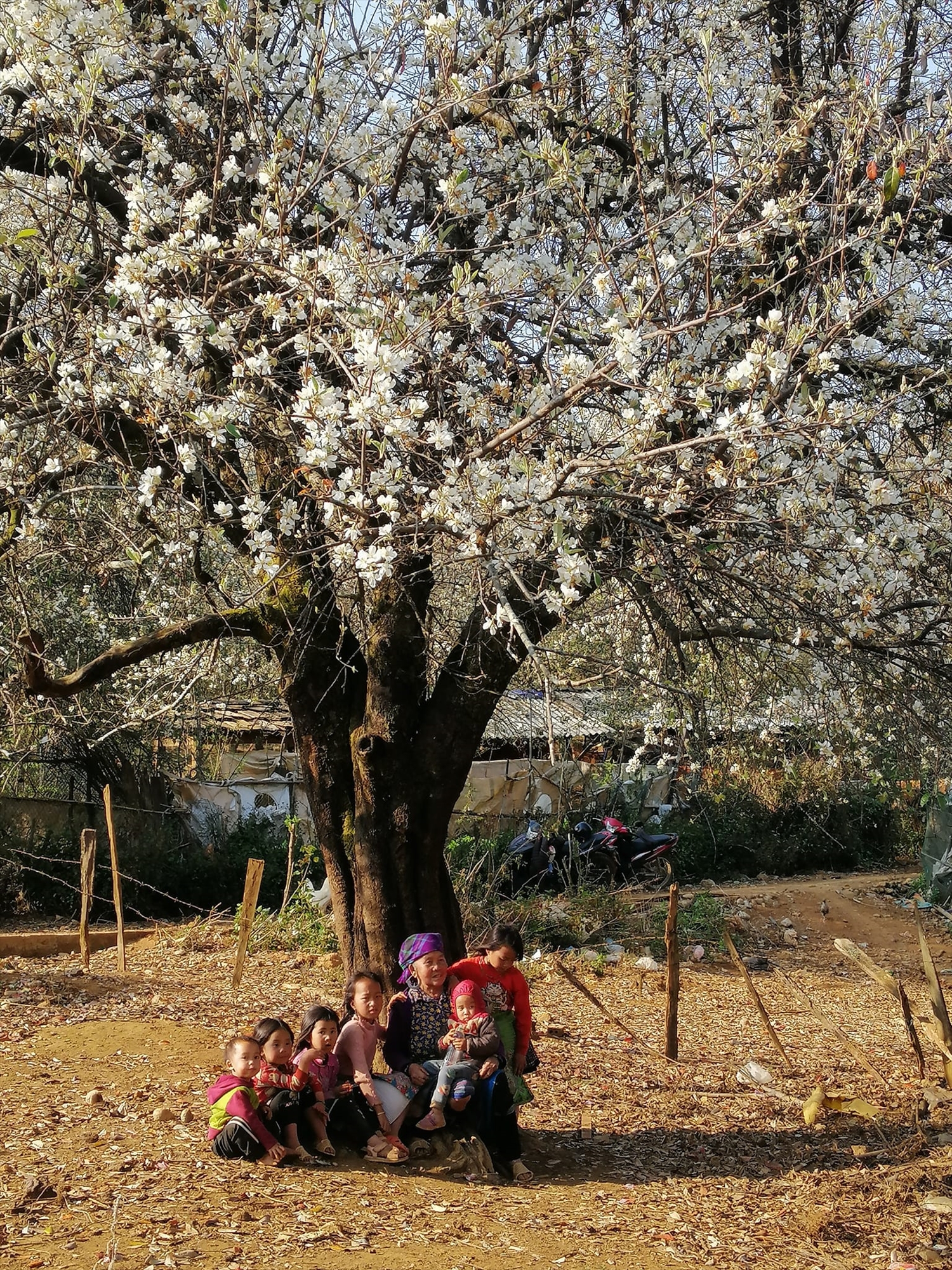 Mùa xuân trên Tà Chì Nhù với sắc trắng tinh khôi của &quot;cây táo nở hoa&quot; - Ảnh 4.