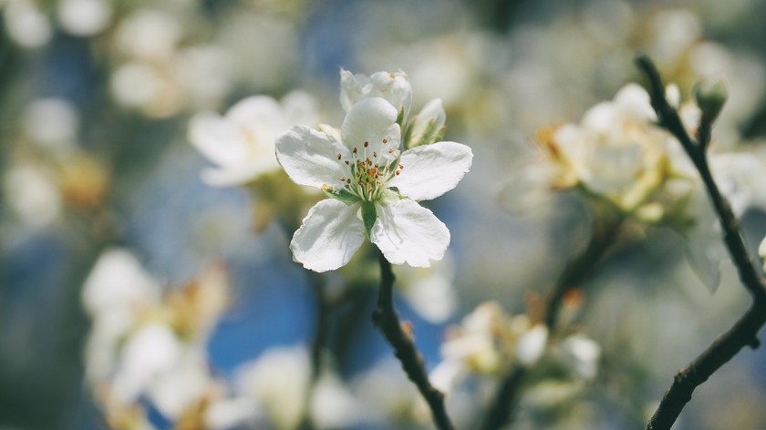 Mùa xuân trên Tà Chì Nhù với sắc trắng tinh khôi của &quot;cây táo nở hoa&quot; - Ảnh 3.