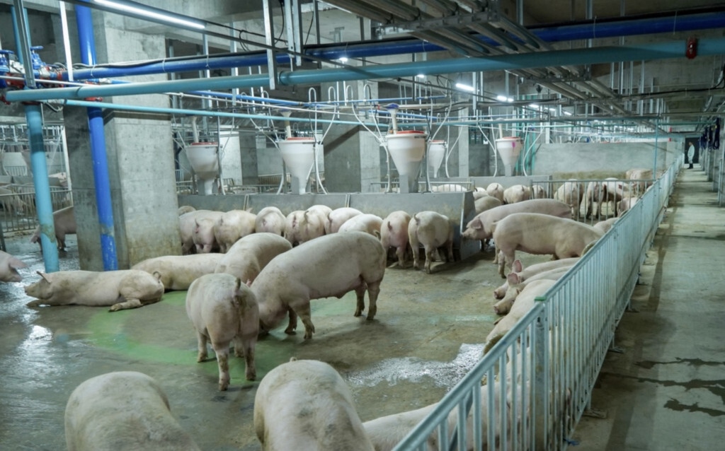 Bên trong toà nhà nuôi lợn sừng sững ở Trung Quốc - Ảnh 7.