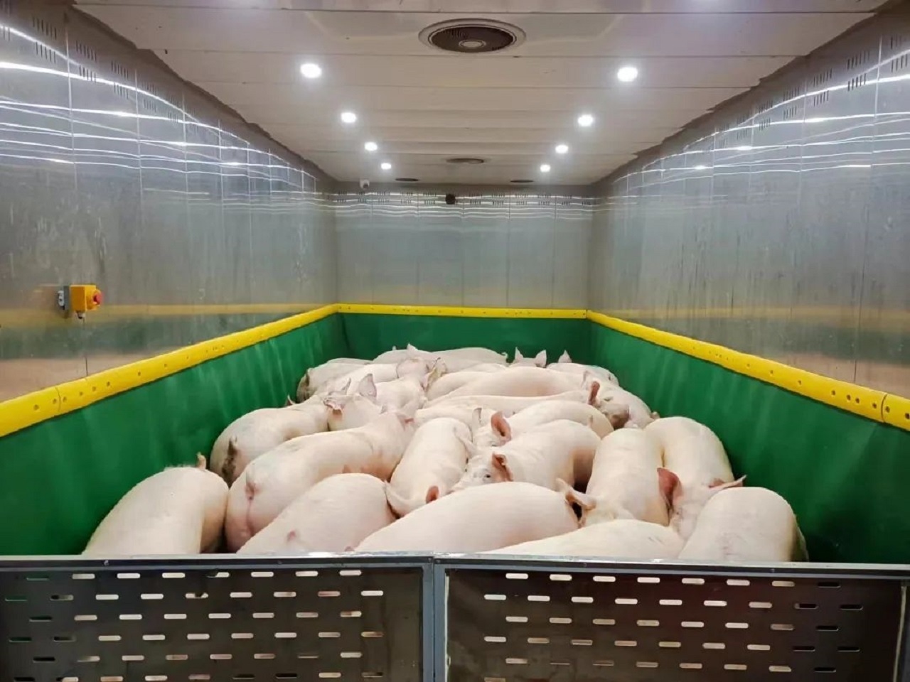 Bên trong toà nhà nuôi lợn sừng sững ở Trung Quốc - Ảnh 10.