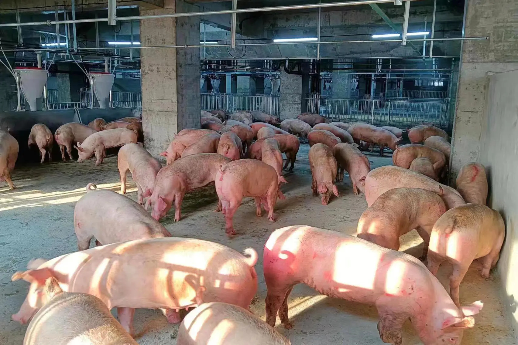 Bên trong toà nhà nuôi lợn sừng sững ở Trung Quốc - Ảnh 6.