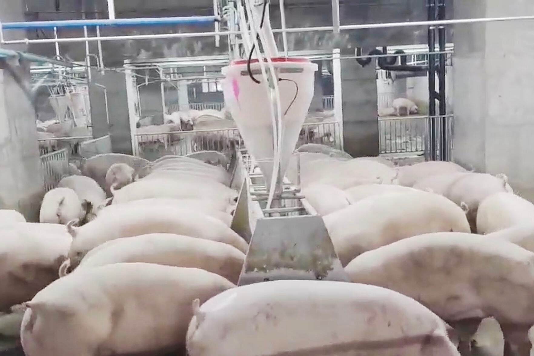 Bên trong toà nhà nuôi lợn sừng sững ở Trung Quốc - Ảnh 14.