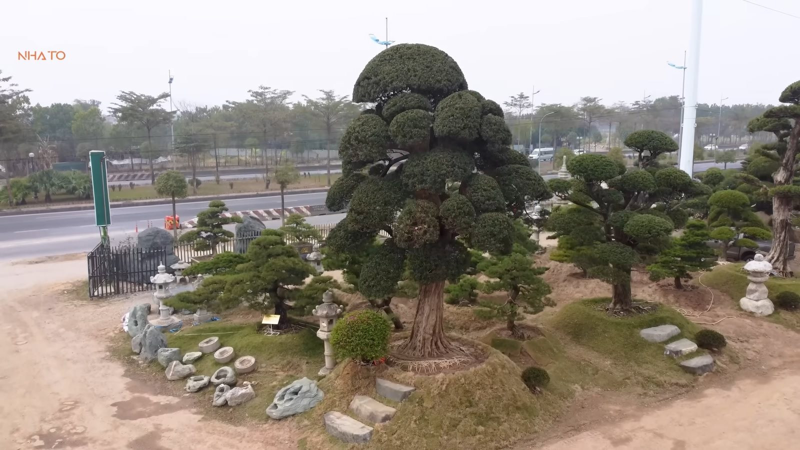 Bên trong vườn tùng la hán 11.000 m2 tại Hà Nội: 3.000 cây đưa về từ Nhật Bản, có cây 700 tuổi khiến người Nhật tiếc nuối - Ảnh 3.