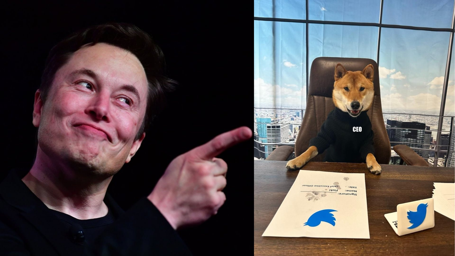 Chuyện gì đây: Elon Musk vừa bổ nhiệm 1 chú cún làm CEO Twitter, khen 'giỏi số má' khiến giá Dogecoin tăng mạnh - Ảnh 1.