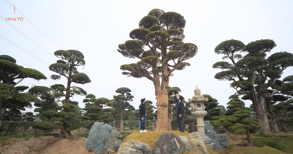 Bên trong vườn tùng la hán 11.000 m2 tại Hà Nội: 3.000 cây đưa về từ Nhật Bản, có cây 700 tuổi khiến người Nhật tiếc nuối - Ảnh 5.