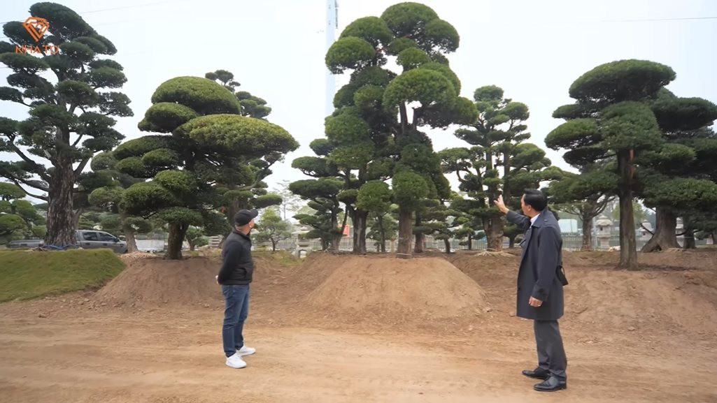 Bên trong vườn tùng la hán 11.000 m2 tại Hà Nội: 3.000 cây đưa về từ Nhật Bản, có cây 700 tuổi khiến người Nhật tiếc nuối - Ảnh 6.