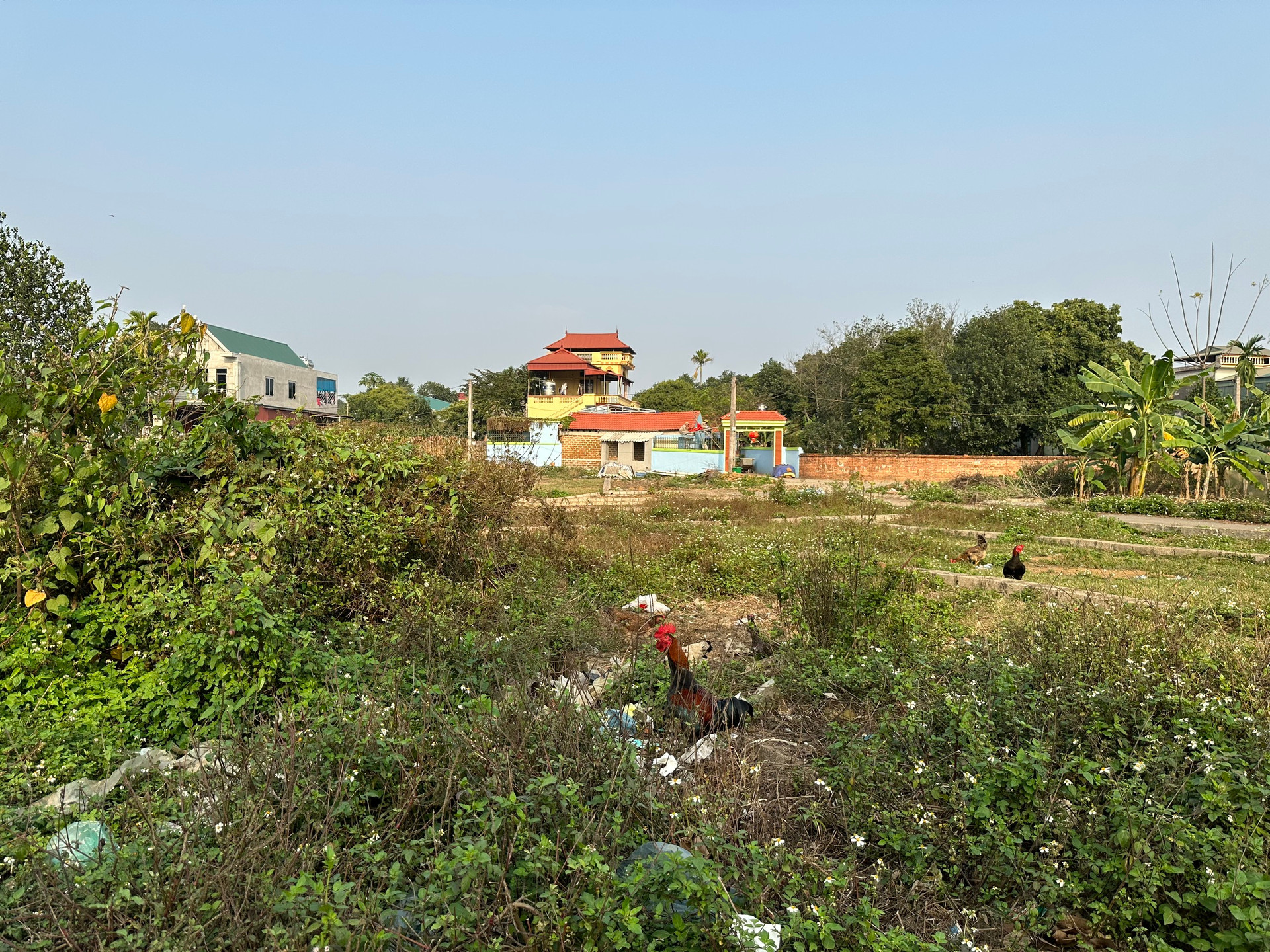 Sau cơn sốt, đất nền phân lô thành nơi tập kết rác, trồng chuối, thả gà - Ảnh 4.