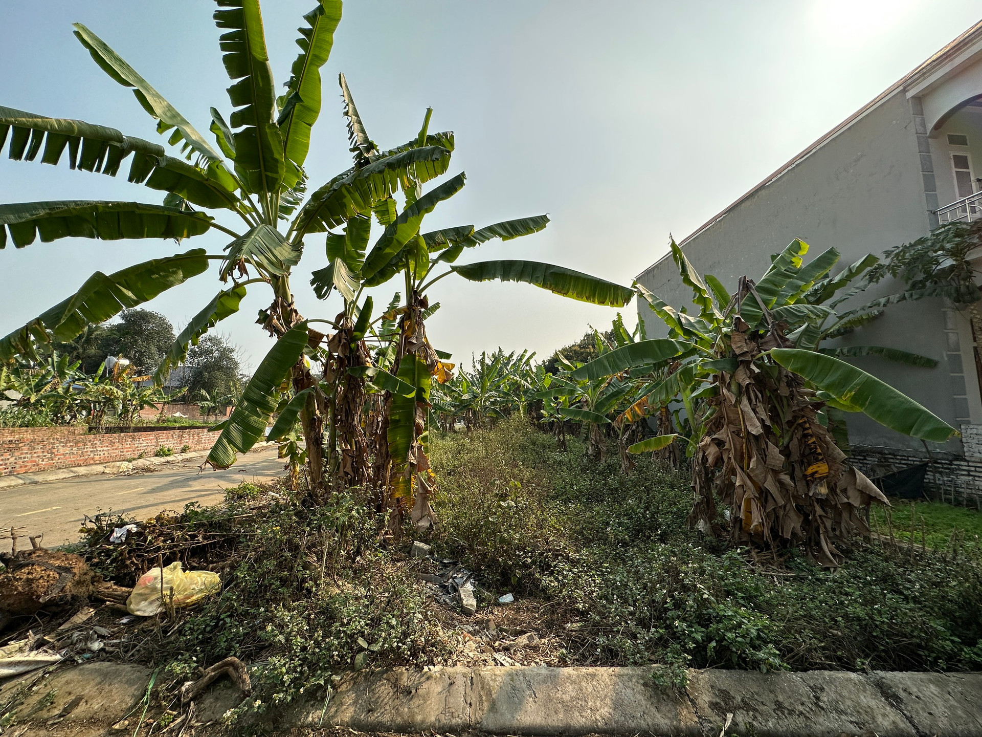 Sau cơn sốt, đất nền phân lô thành nơi tập kết rác, trồng chuối, thả gà - Ảnh 5.