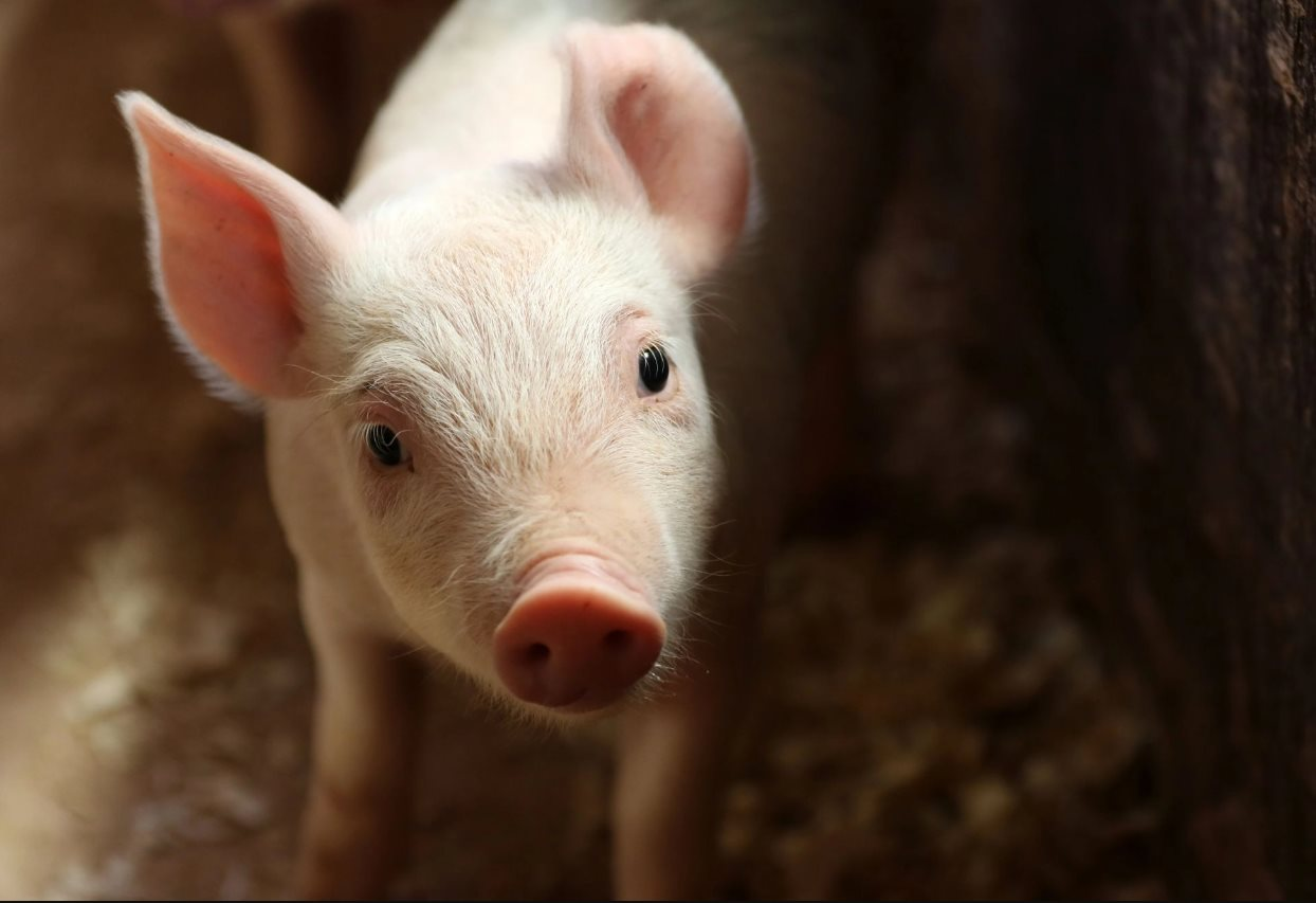 Quốc gia châu Âu bị lợn 'xâm chiếm', có nơi bình quân mỗi người nuôi tới 800 con heo - Ảnh 1.