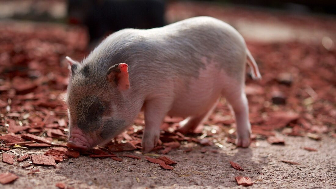 Quốc gia châu Âu bị lợn 'xâm chiếm', có nơi bình quân mỗi người nuôi tới 800 con heo - Ảnh 4.