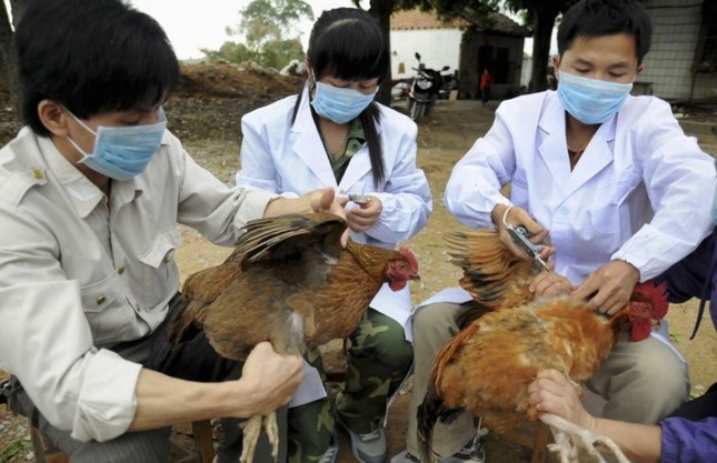 Phát hiện cúm A/H5N1 gây chết người, yêu cầu ‘khóa chặt’ vận chuyển trái phép qua biên giới - Ảnh 1.