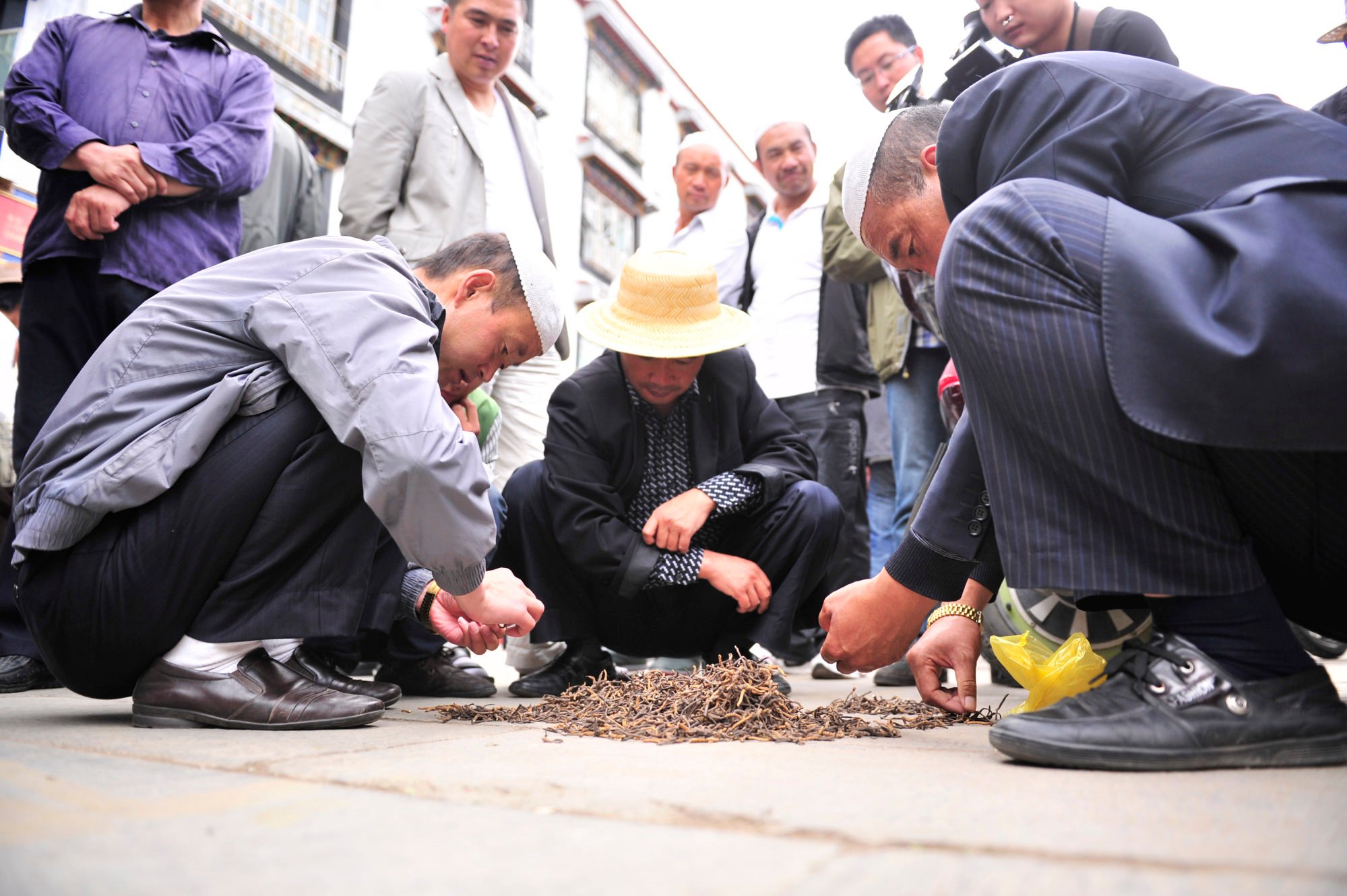 Ngành công nghiệp tỉ NDT ở Trung Quốc: Giả lập môi trường Tây Tạng chỉ để nuôi nấm, 1 hộp thành phẩm cao cấp &quot;biếu sếp&quot; giá lên tới 100 triệu đồng - Ảnh 4.