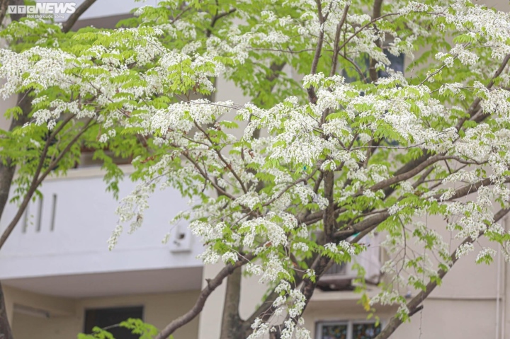Hà Nội mùa hoa sưa, hoa ban, hoa phong linh: Thợ ảnh kiếm trăm triệu/tháng - Ảnh 2. Hà Nội mùa hoa sưa, hoa ban, hoa phong linh: Thợ ảnh kiếm trăm triệu/tháng - Ảnh 2.