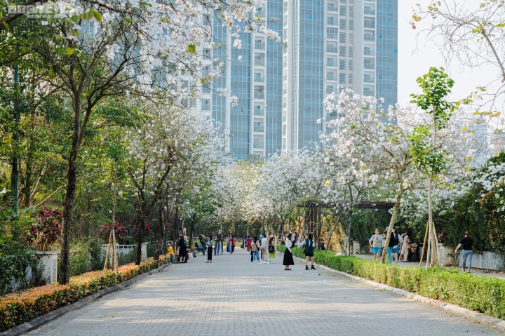 Hà Nội mùa hoa sưa, hoa ban, hoa phong linh: Thợ ảnh kiếm trăm triệu/tháng - Ảnh 7. Hà Nội mùa hoa sưa, hoa ban, hoa phong linh: Thợ ảnh kiếm trăm triệu/tháng - Ảnh 7.