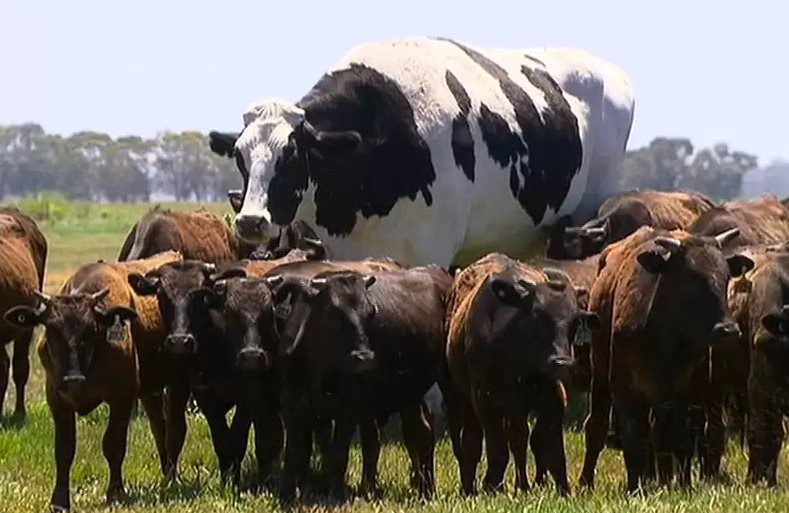 Trung Quốc nhân bản thành công ‘bò khổng lồ’: Có con nặng tới 1.400kg, sản xuất 18 tấn sữa/năm, 100 tấn sữa suốt vòng đời - Ảnh 1.