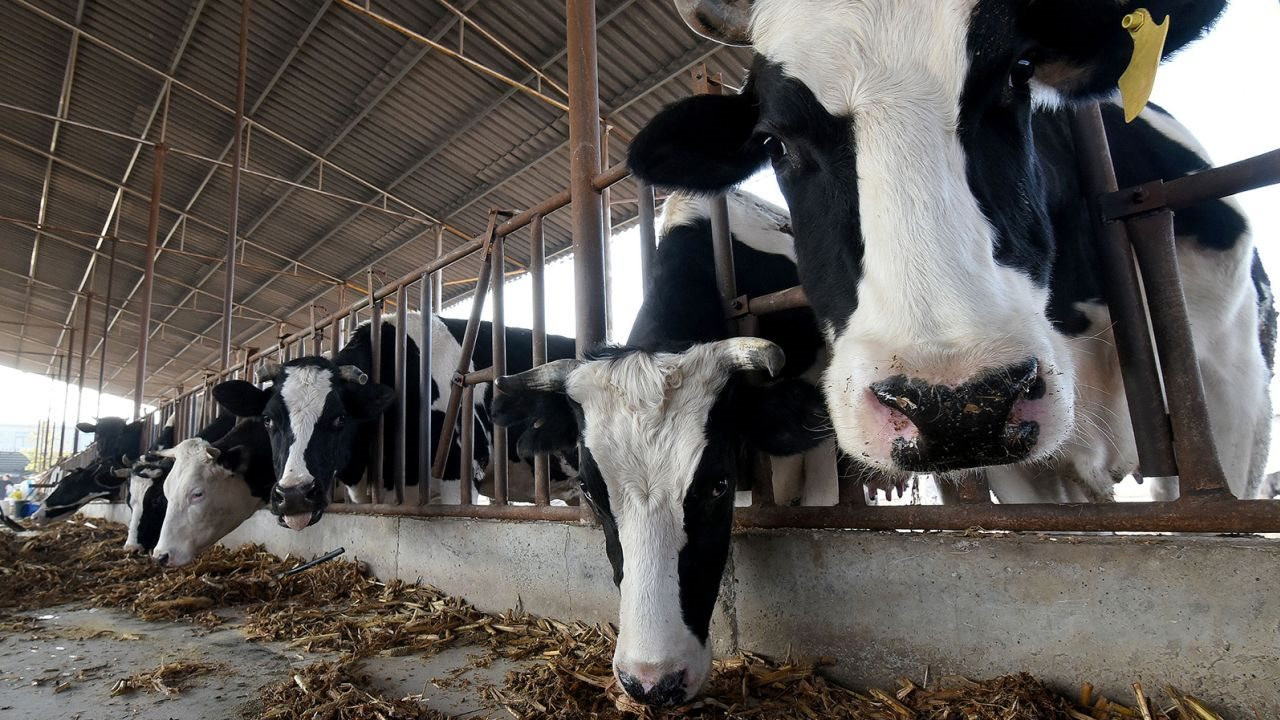 Trung Quốc nhân bản thành công ‘bò khổng lồ’: Có con nặng tới 1.400kg, sản xuất 18 tấn sữa/năm, 100 tấn sữa suốt vòng đời - Ảnh 3.