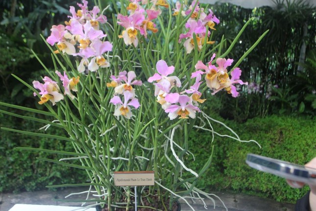 Singapore lấy tên Thủ tướng Phạm Minh Chính và Phu nhân đặt cho loài hoa lan mới - Ảnh 2.