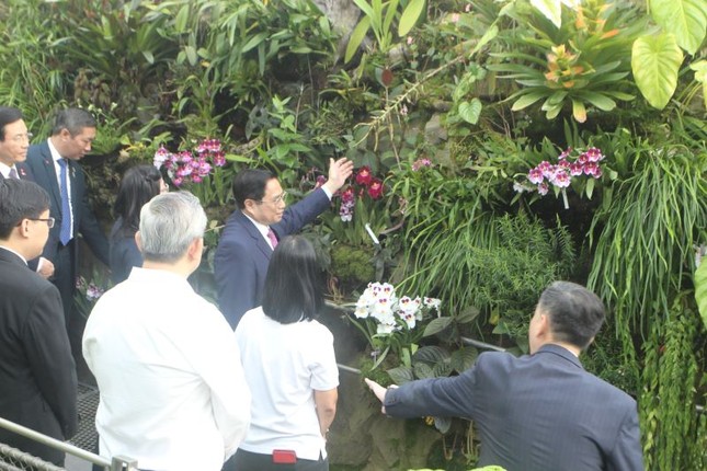 Singapore lấy tên Thủ tướng Phạm Minh Chính và Phu nhân đặt cho loài hoa lan mới - Ảnh 7.