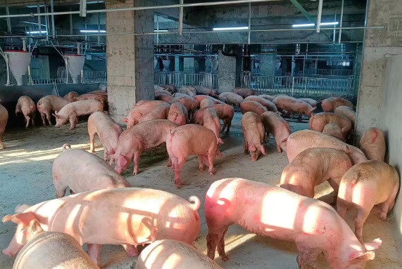 Choáng với 'chung cư lợn' khổng lồ ở làng quê Trung Quốc: Có trung tâm giám sát như NASA, vận hành chính xác ngang dây chuyền sản xuất iPhone của Foxconn - Ảnh 5.