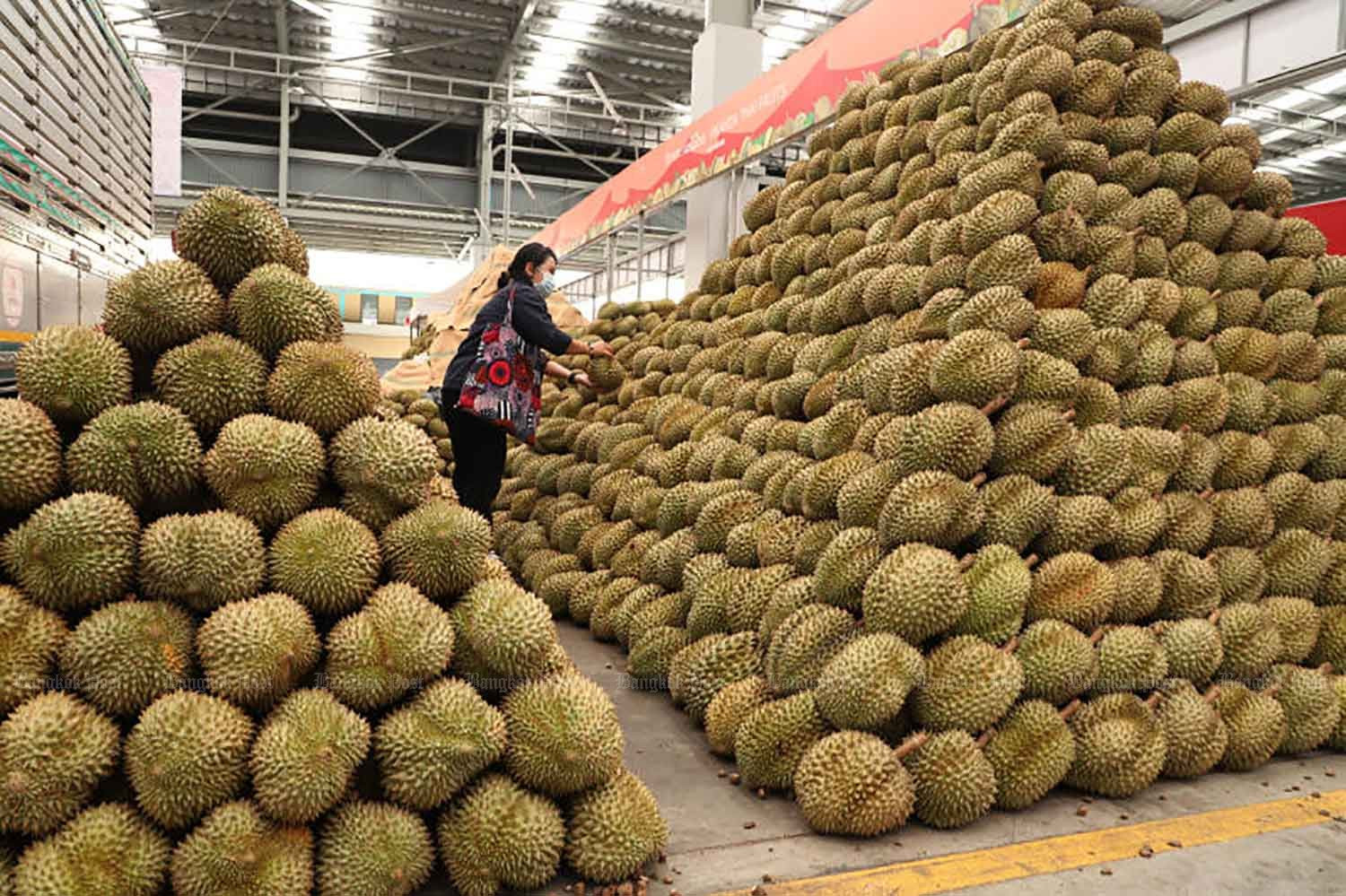 Trung Quốc đầu tư trồng 30 nghìn hecta sầu riêng tại Lào