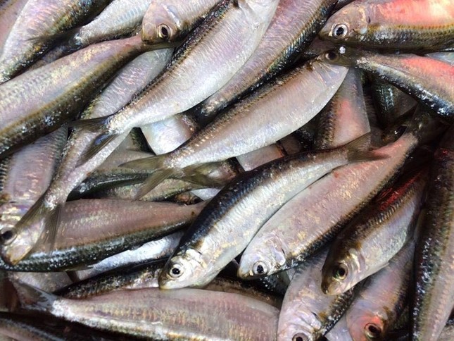Đi chợ thấy những loại cá này nên mua ngay bởi cá ngọt thịt, ít xương lại giàu dinh dưỡng - Ảnh 8.
