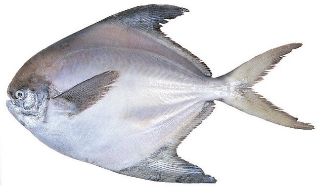 Đi chợ thấy những loại cá này nên mua ngay bởi cá ngọt thịt, ít xương lại giàu dinh dưỡng - Ảnh 6.