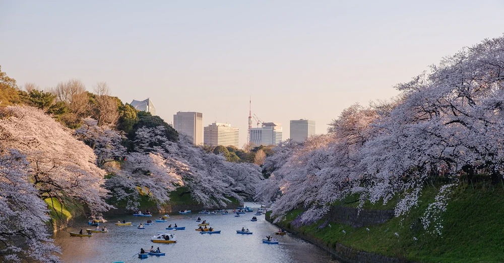 Lượng khách Việt đến Nhật Bản đạt mức cao nhất: phải chăng mùa xuân nơi đây quá lay động lòng người? - Ảnh 5.
