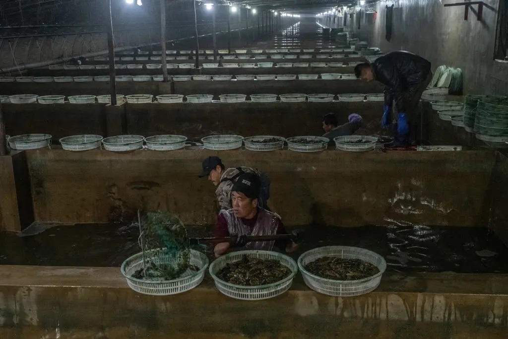 Sinh vật bị khai thác cạn kiệt ở Trung Quốc vì &quot;cơn khát&quot; của dân sành ăn: Việt Nam đang dẫn đầu thế giới về công nghệ sản xuất giống - Ảnh 1.