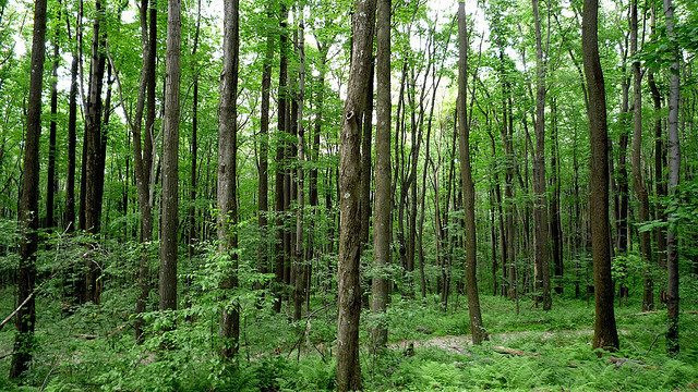 Một số tỉnh phía Bắc: Giá mỗi m2 đất rừng sản xuất chỉ bằng gói bim bim - Ảnh 1.