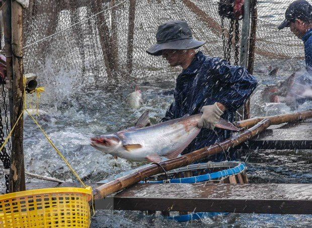 Một loài cá của Việt Nam 'vươn tầm' ở Trung Quốc, chuyên gia kinh ngạc: Điều gì xảy ra với vị thế của Bắc Kinh? - Ảnh 1.