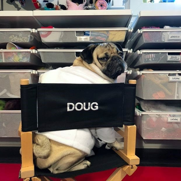 “Ăn nên làm ra” nhờ kinh doanh đồ xa xỉ cho những chú chó cưng - Ảnh 3. “Ăn nên làm ra” nhờ kinh doanh đồ xa xỉ cho những chú chó cưng - Ảnh 3.