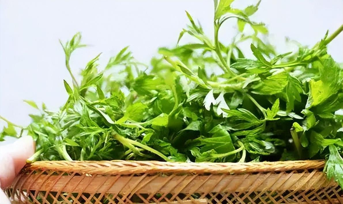 1 tuần gội đầu bằng lá ngải cứu đun sôi, chị em sẽ nhận 4 lợi ích đặc biệt từ sắc đẹp cho đến sức khỏe - Ảnh 1. 1 tuần gội đầu bằng lá ngải cứu đun sôi, chị em sẽ nhận 4 lợi ích đặc biệt từ sắc đẹp cho đến sức khỏe - Ảnh 1.