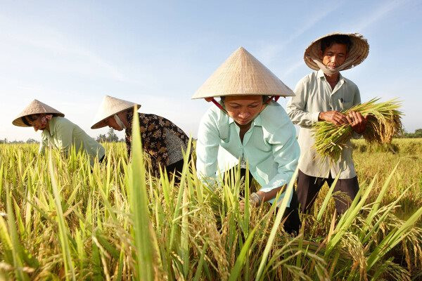 Xuất khẩu một mặt hàng chủ lực của Việt Nam trong tháng 3/2023 tăng đột biến 93,5% so với 2022, thu về gần 509 triệu USD, Trung Quốc và Philipines ồ ạt mua vào - Ảnh 4.