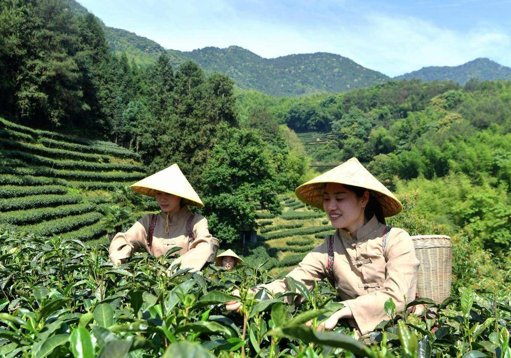 ‘Vàng xanh’ tràn lan trên núi, Trung Quốc đem đi xuất khẩu khắp thế giới - Ảnh 4.