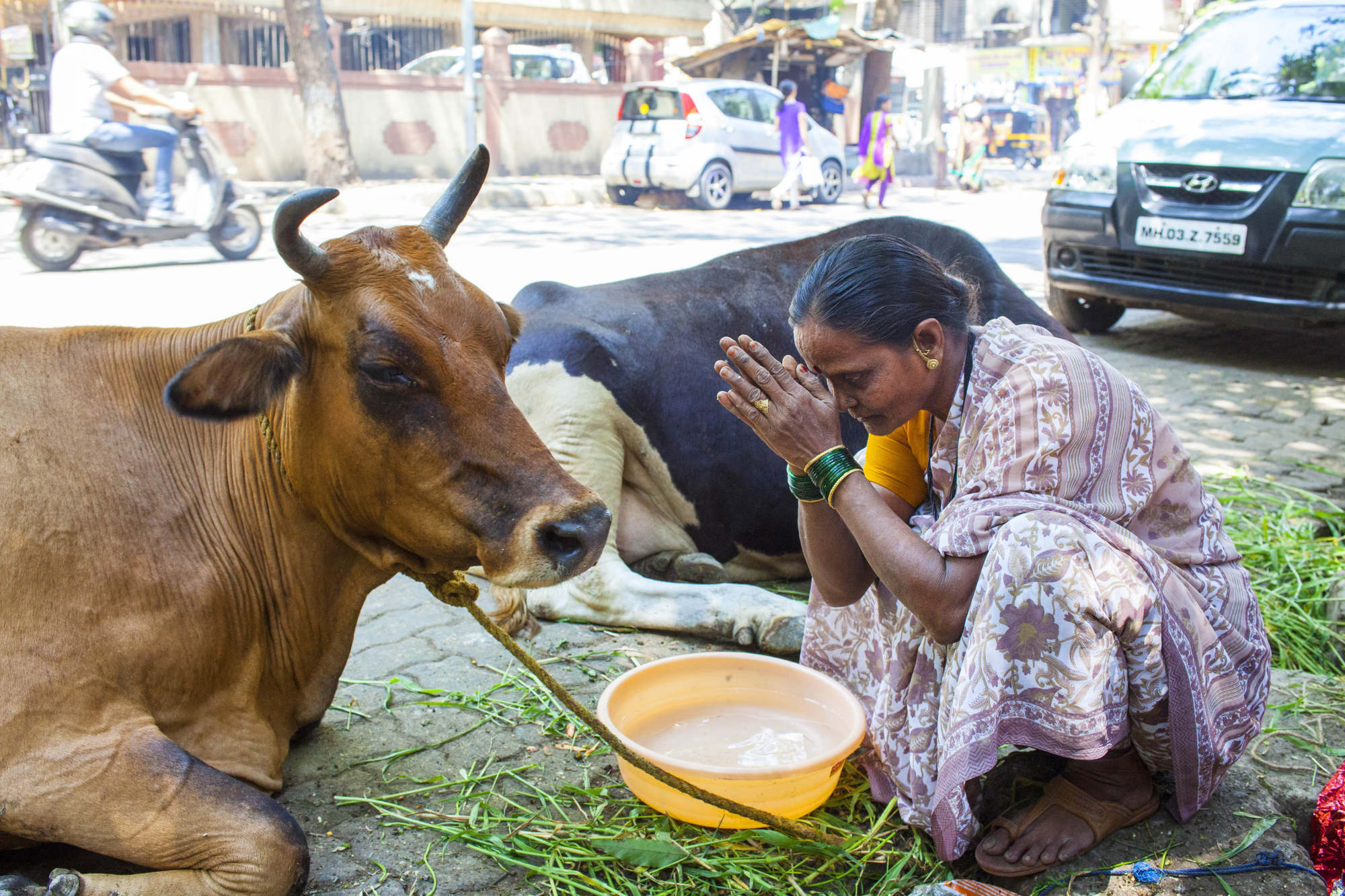 Ấn Độ khổ sở vì 5 triệu con bò vô chủ: Dân chúng bất lực vì &quot;động đến bò&quot; có thể bị đi tù hoặc bị sát hại - Ảnh 4.