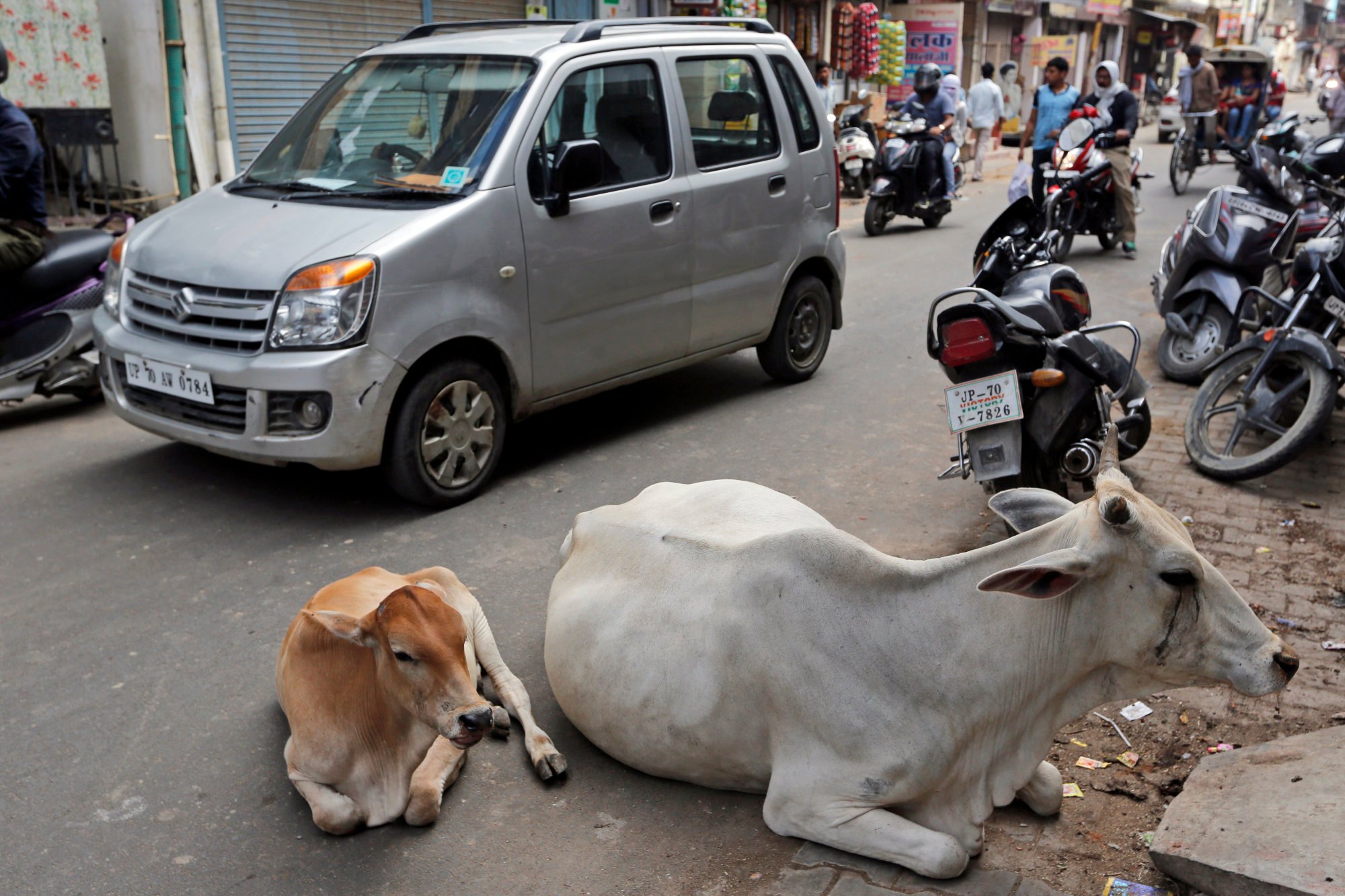 Ấn Độ khổ sở vì 5 triệu con bò vô chủ: Dân chúng bất lực vì &quot;động đến bò&quot; có thể bị đi tù hoặc bị sát hại - Ảnh 2.