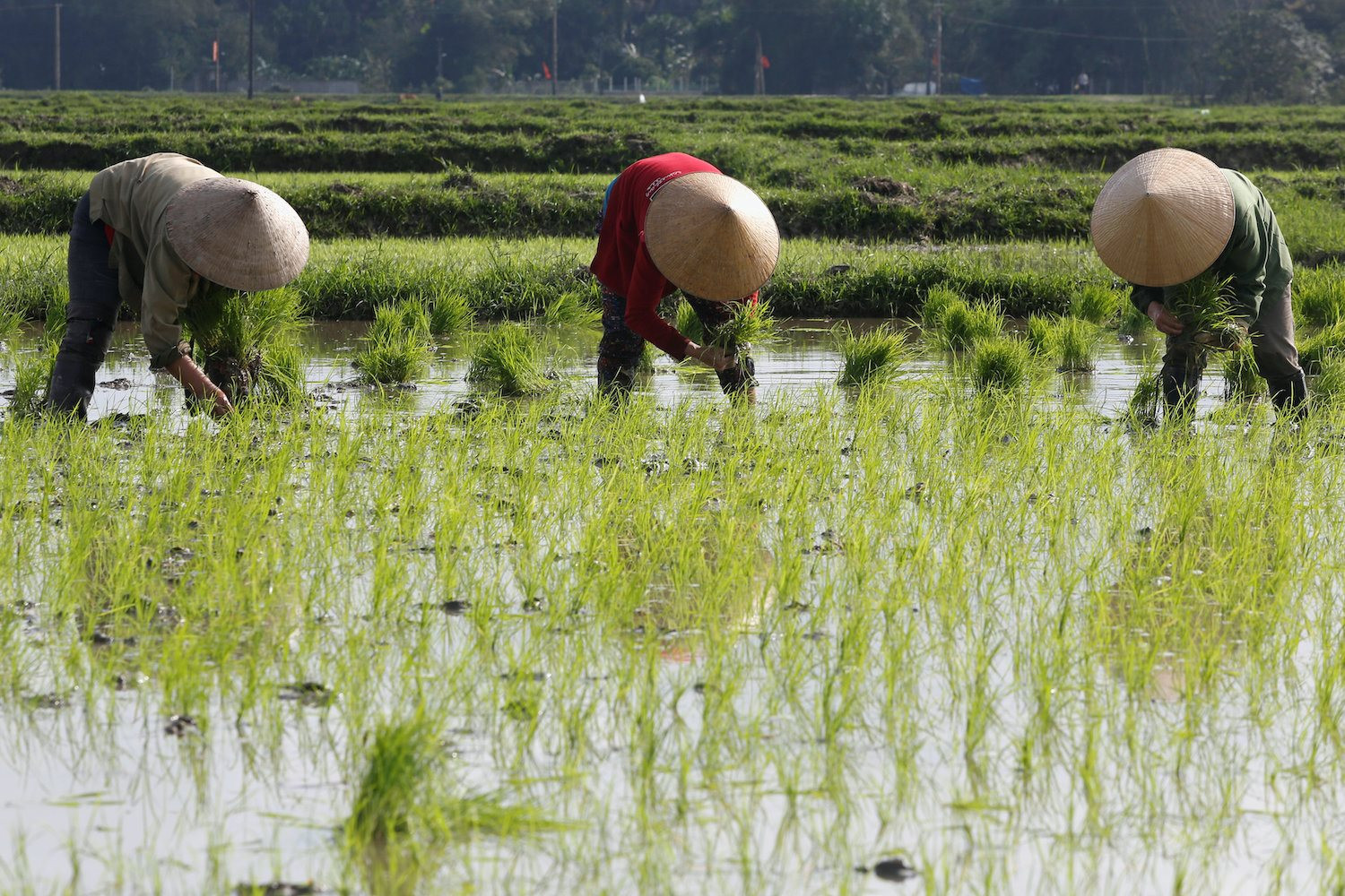 1 nông sản chủ lực của Việt Nam thành hàng ‘hot’, thế giới đang rơi vào tình trạng khủng hoảng nặng nhất 20 năm qua - Ảnh 2.
