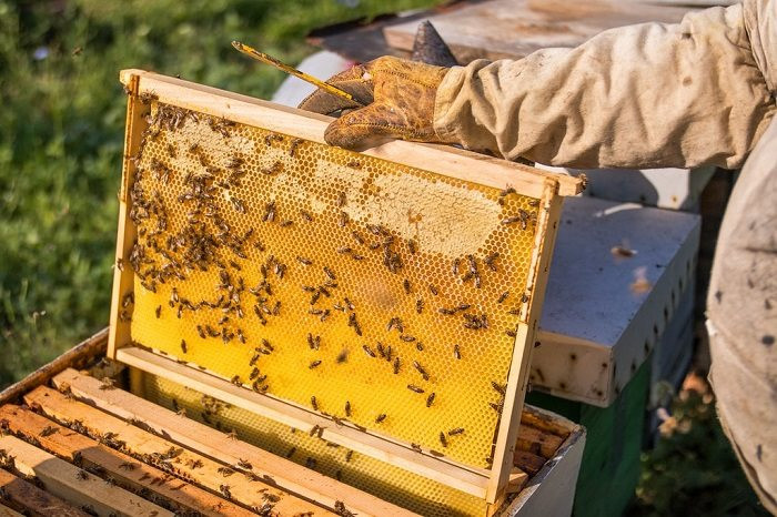Mật ong giả pha đường, chất tạo màu của Trung Quốc khiến thị trường khu vực này chao đảo, giá giảm mạnh làm người nuôi ong điêu đứng - Ảnh 1.
