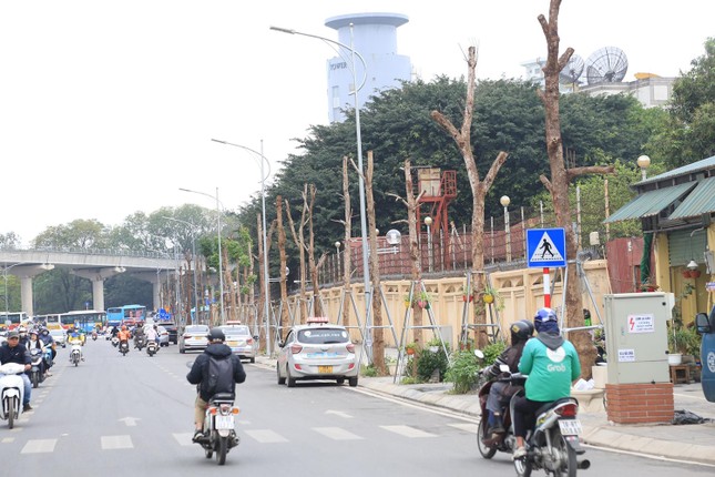Hàng cây tiền tỷ 'mãi không thấy ra lá' trên tuyến đường giữa Thủ đô Hà Nội - Ảnh 1.