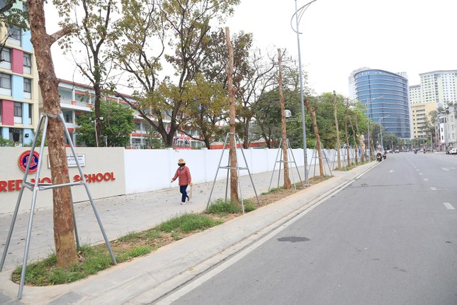 Hàng cây tiền tỷ 'mãi không thấy ra lá' trên tuyến đường giữa Thủ đô Hà Nội - Ảnh 3.