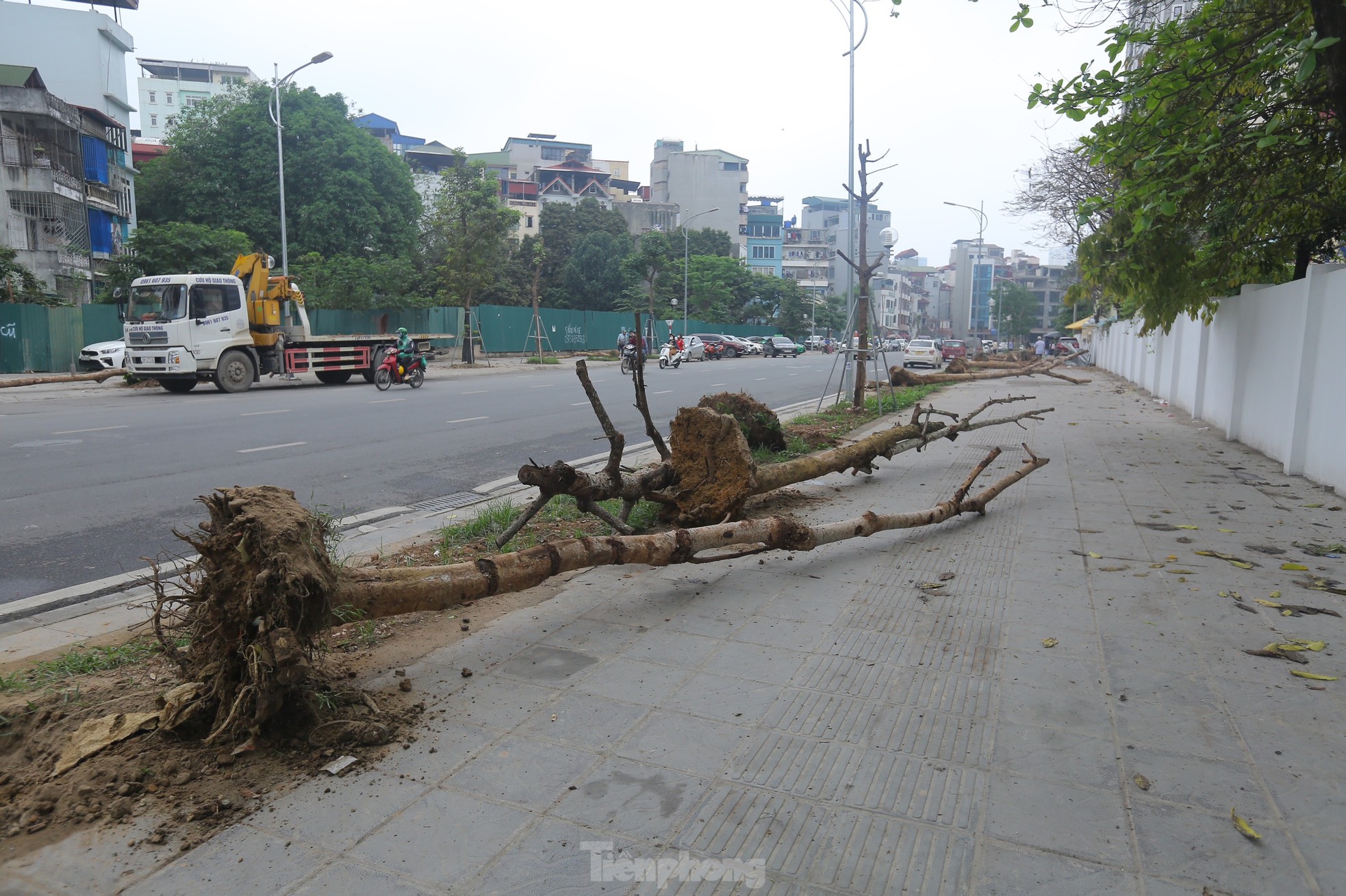 Hà Nội: Nhổ bỏ hàng cây tiền tỷ chết khô trên đường Huỳnh Thúc Kháng kéo dài - Ảnh 2.