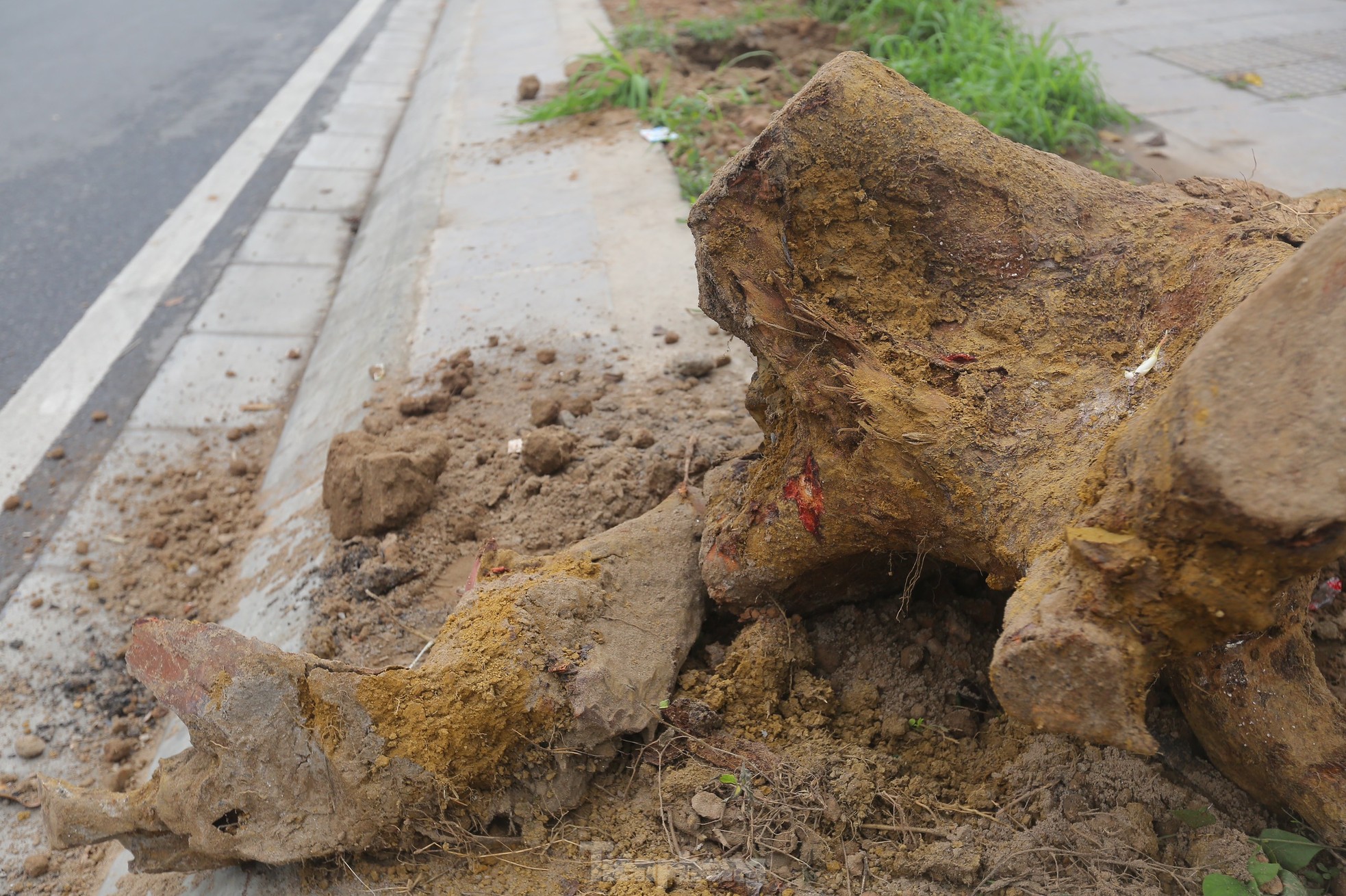 Hà Nội: Nhổ bỏ hàng cây tiền tỷ chết khô trên đường Huỳnh Thúc Kháng kéo dài - Ảnh 7.