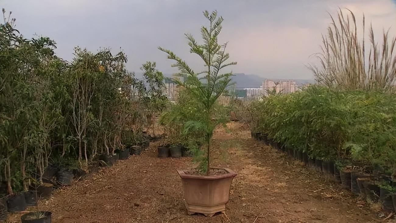 &quot;Đãi vàng&quot; trên đất đồi trọc, người đàn ông thu hơn 300 tỷ đồng/năm: Mang chất thải mang đi bán cũng kiếm ra tiền - Ảnh 4.