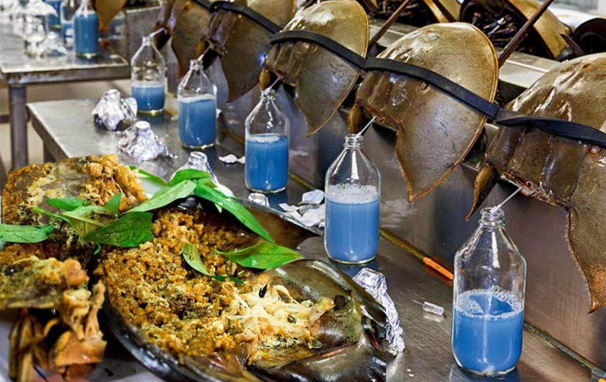 “Hóa thạch sống” chứa loại chất lỏng màu xanh khơi nguồn cho ngành công nghiệp triệu USD: Tưởng ở đâu xa, chợ Việt Nam cũng có - Ảnh 1.