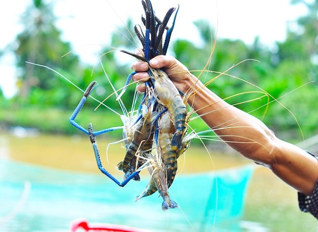 Phó Giám đốc C.P Việt Nam: Tôm Bến Tre có một đặc điểm &quot;chưa nước nào làm được&quot;, có thể làm thương hiệu như thịt bò Kobe Nhật Bản - Ảnh 1.