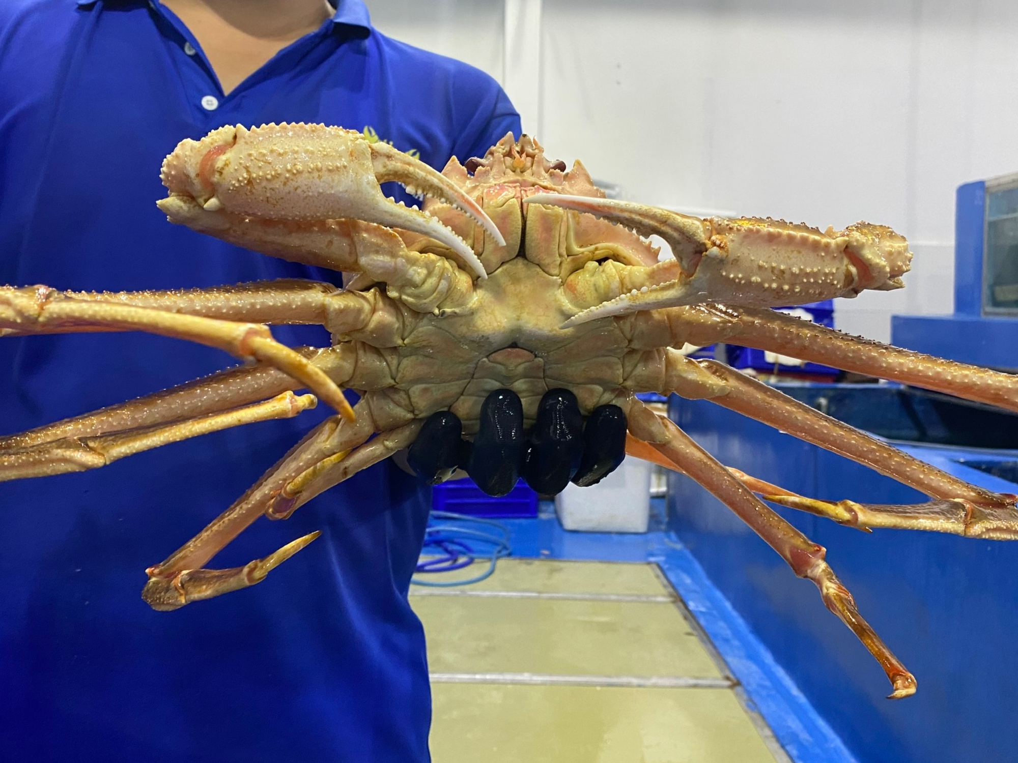 Giá cua, ghẹ “trên mây”, nhà bán lẻ trông cậy nguồn nhập khẩu - Ảnh 7. Giá cua, ghẹ “trên mây”, nhà bán lẻ trông cậy nguồn nhập khẩu - Ảnh 7.