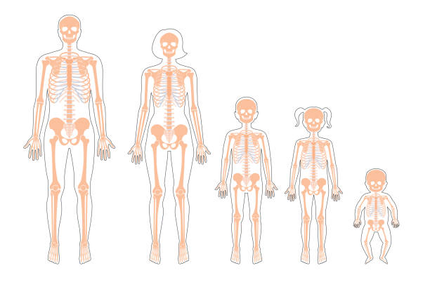 Tại sao nhiều người trưởng thành chỉ có 204 chiếc xương, ít hơn thông thường 2 cái? - Ảnh 3.