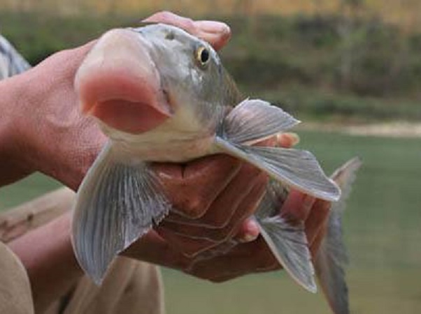 Một đặc sản của Việt Nam có tiền chưa chắc mua được, nhiều người bỏ hơn chục triệu đồng để chia nhau miếng sụn môi - Ảnh 2. Một đặc sản của Việt Nam có tiền chưa chắc mua được, nhiều người bỏ hơn chục triệu đồng để chia nhau miếng sụn môi - Ảnh 2.