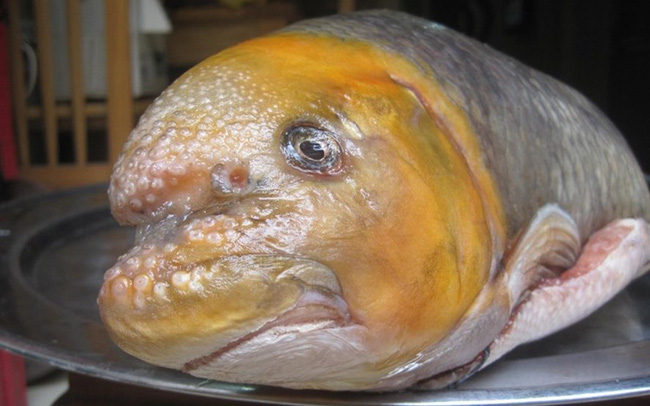 Một đặc sản của Việt Nam có tiền chưa chắc mua được, nhiều người bỏ hơn chục triệu đồng để chia nhau miếng sụn môi - Ảnh 3. Một đặc sản của Việt Nam có tiền chưa chắc mua được, nhiều người bỏ hơn chục triệu đồng để chia nhau miếng sụn môi - Ảnh 3.